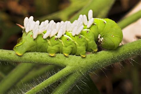 Tomato Hornworm Caterpillar Identification And Control Hubpages