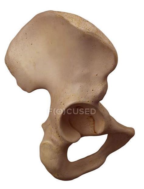 Human Hip Bone Structure — Osteology 3d Stock Photo 160569726