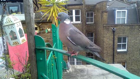 My Tame London Wood Pigeons Youtube