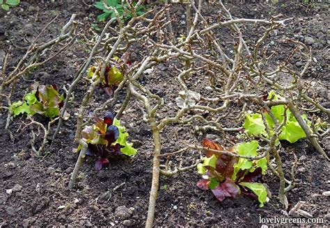 Effective Ways To Keep Birds Out Of The Vegetable Garden Lovely Greens