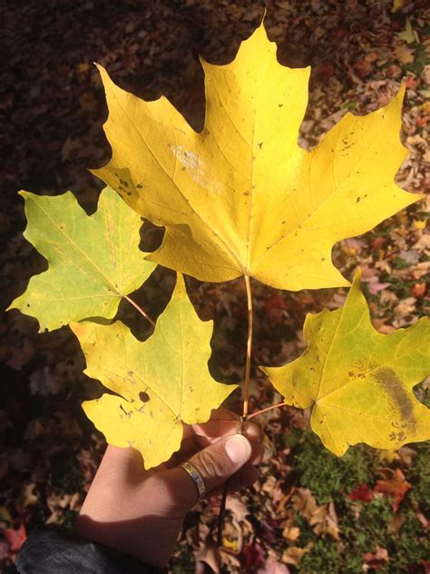 Maple trees (acer spp.) provide cooling summer shade across u.s. Sugar Maple | Bates Canopy | Bates College