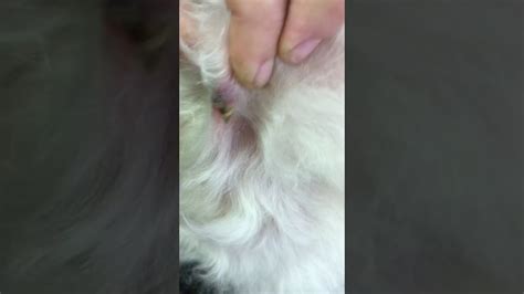 Look What I Found Puppy Cyst Pimple Popping Youtube