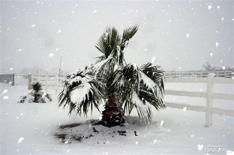 Snow On Palm Tree In The Mojave Desert Meguiars Online