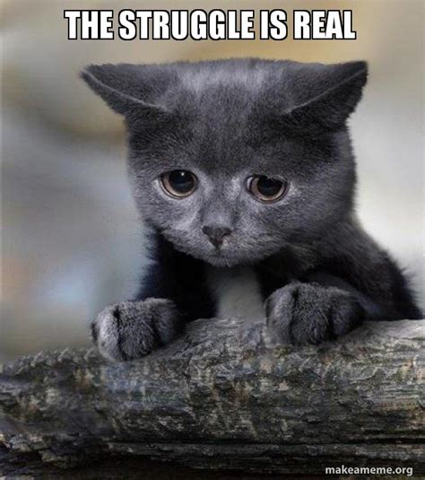 The Struggle Is Real Confession Cat Make A Meme