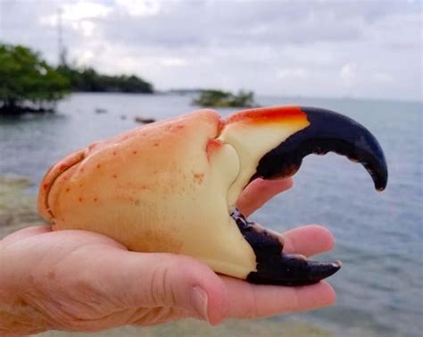 Florida Keys Stone Crab Claws Are Savory And Sustainable