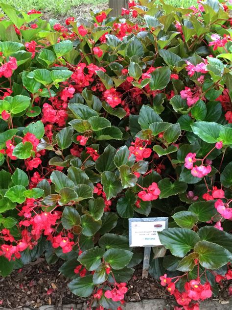 Begonia Whopper Red With Bronze Leaf Truck Crops Trial Garden