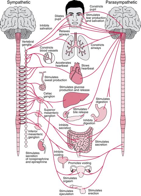 This was an overview of the human nervous system function and structure along with a labeled diagram. Communicating with your Nervous System | Autonomic nervous system, Nervous system, Anatomy ...