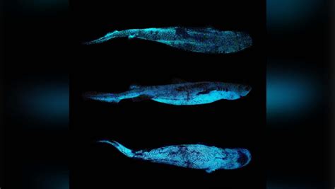 scientists have taken the first ever picture of a glow in the dark shark ctv news