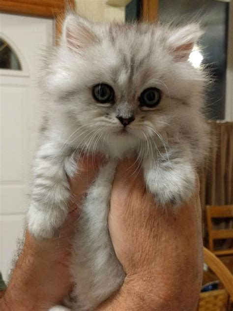 Fluffy Munchkin Kitten