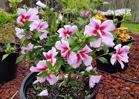 Rose Of Sharon Has High Growth Potential Mississippi State University