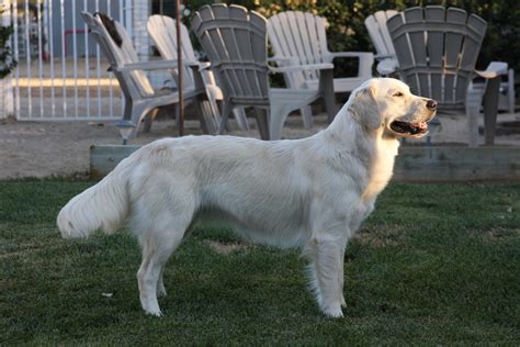 Most of our dogs were bred by show judges in europe. retriever | Nicholberrygoldens's Blog