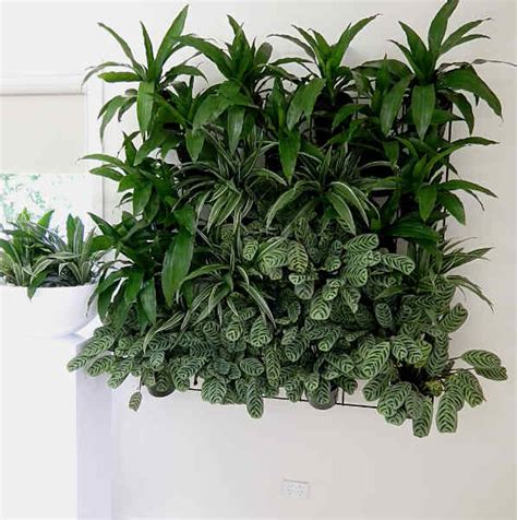 green walls brisbane ieq indoor plants