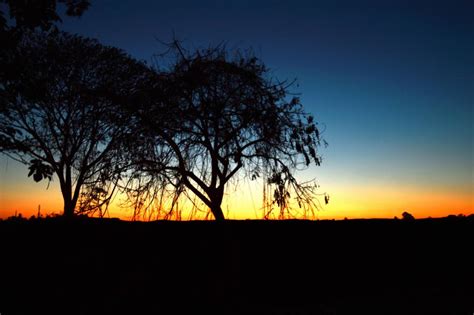 Tree Silhouette At Sunset Shutterbug
