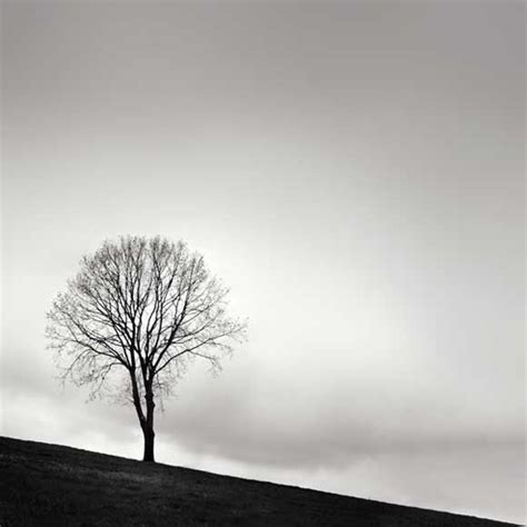 Minimalist Tree Photography Nature Photography Art And Collectibles