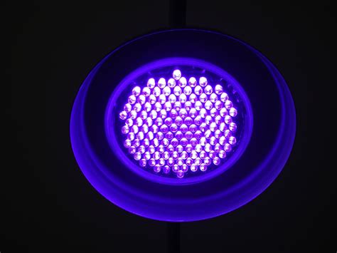 Do plants need uv light to thrive? uv-light | Funtacee Parties