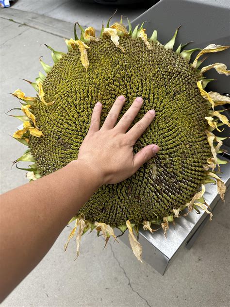 Harvest from the garden : r/homestead