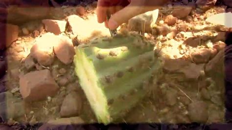 San pedro (echinopsis pachanoi) originates in the high andes mountain range. San Pedro cactus en Tupiza, Bolivia - YouTube