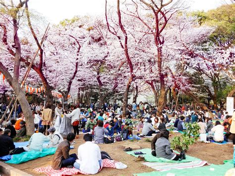 Sumida Cherry Blossom Festival Ueno Park Hanami Sakura Festival Japan