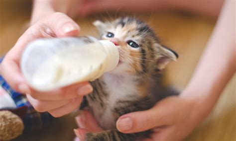 Reasons To Try Cat Fostering And What You Can Expect