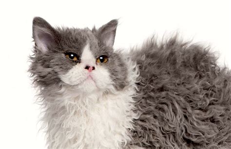 Things To Know About Selkirk Rex Cats Petful