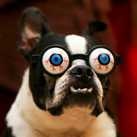 Funny Dog Wearing Crazy Goggles Picture