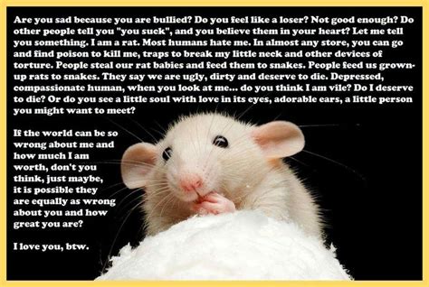 Love Rats Told You So Do You Feel Rats