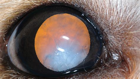 Cataracts In Dogs Clinicians Brief