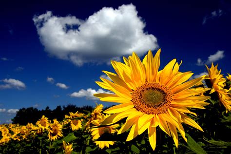 Download Sunflower Wallpaper Hd Is Cool Wallpapers 83b