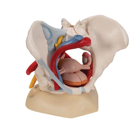The floor of the pelvis is made up of the muscles of the pelvis, which support its contents and maintain urinary and faecal continence. Anatomical Teaching Models | Plastic Human Pelvic Models ...