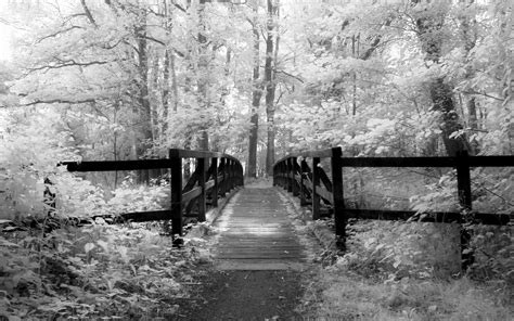 Black And White Forest Wallpaper Photos