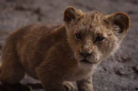 Watch The Epic Trailer For Disneys Live Action Lion King Exclaim