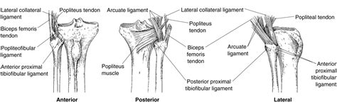 Proximal Tibial Anatomy