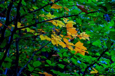 Hd Wallpaper Fall Foliage Deciduous Tree Autumn Leaves Yellow