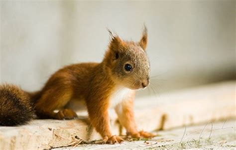 Super Cute Baby Squirrel Eekhoorn Baby Squirrel Squirrel Cute Babies