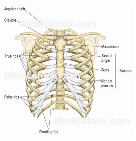 Ribs In Human Body