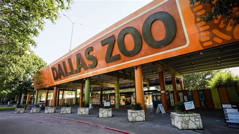 Empiezan Los Tiger Tuesdays En El Dallas Zoo Visita Los Tigres Con