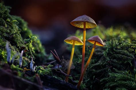 Nature Mushroom Macro Wallpaper Coolwallpapersme