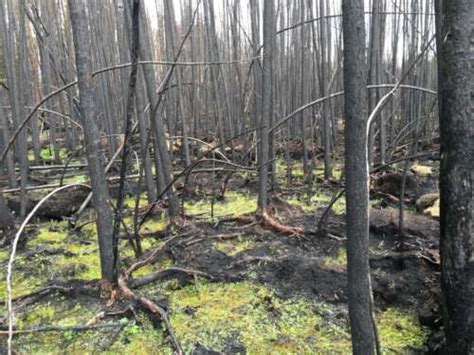 Wildfires In Canadian Southern Boreal Forests Releasing Significant