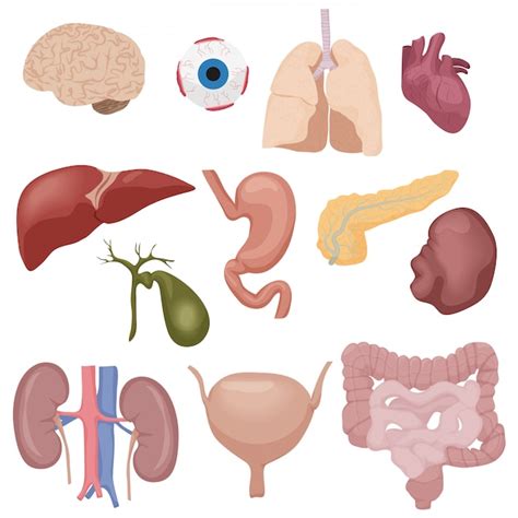 Imágenes órganos Internos Y Externos Del Cuerpo Humano