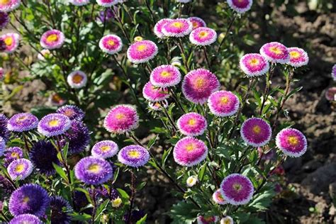 13 Of The Best China Aster Varieties Gardeners Path