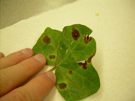 Filexanthomonas Leaf Spotpng Wikimedia Commons