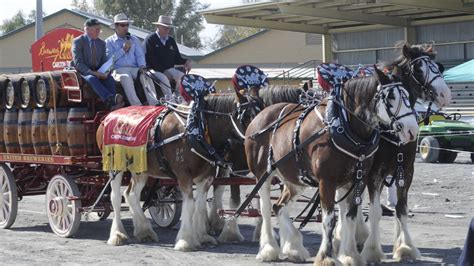 Gallery Get Ready For The Royal Bathurst Show Western Advocate