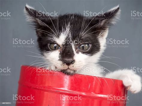 Black And White Kitten In Bucket With Gray Background Stock Photo