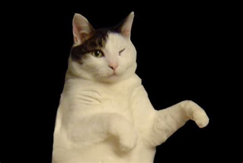 Kitty Cat Dance Know Your Meme