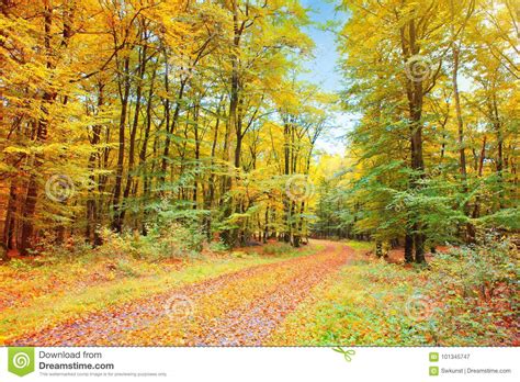 Autumn German Forest With Sun Beam And Road Stock Image Image Of