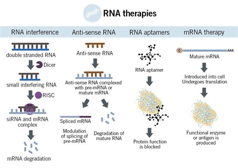 What Is The Future Of Mrna Application Read More