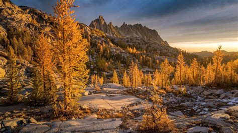 Golden Larch Forest And Prusik Peak Nature 4k Wallpaper Background