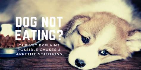 Dog Not Eating Our Vet Explains Possible Causes And Dog Appetite Solutions