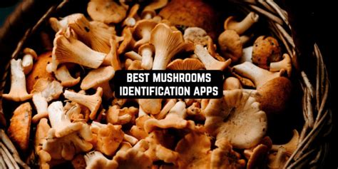 8 Best Mushrooms Identification Apps For Android And Ios Freeappsforme