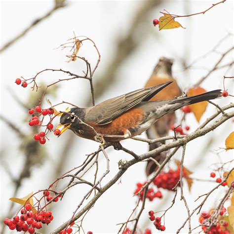 American Robins In The Autumn Berry Tree Photograph By Jackie Follett